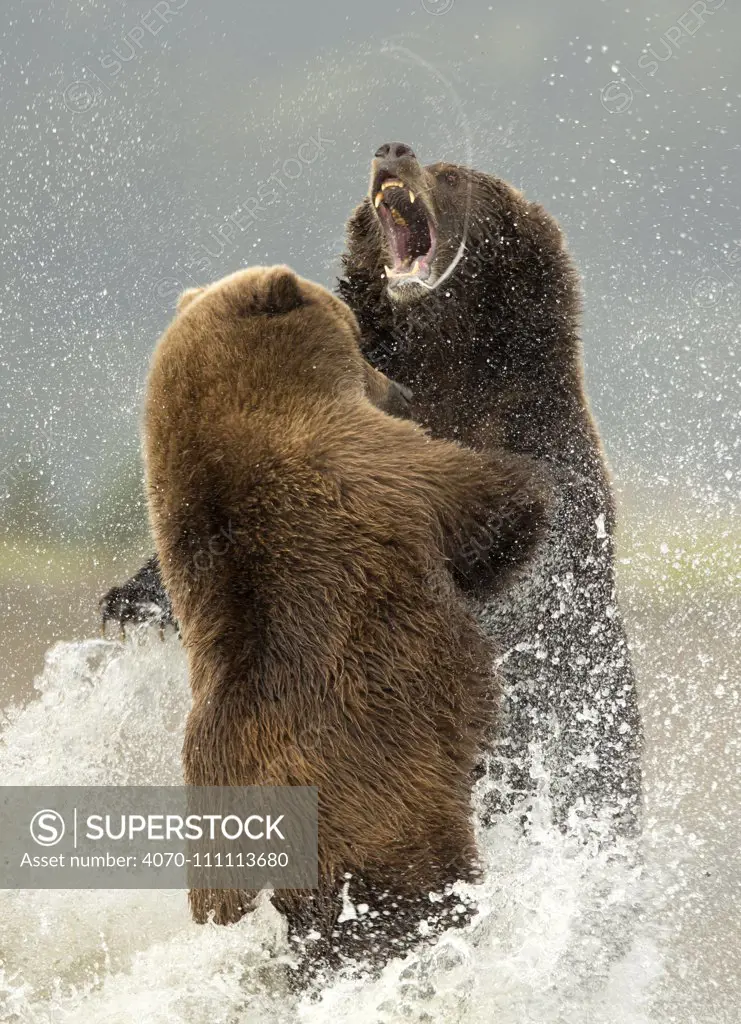 Coastal brown bears (Ursus arctos) fighting, Lake Clarke National Park, Alaska, September