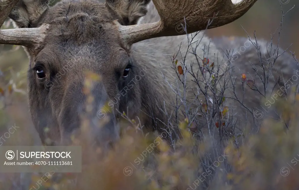 Moose (Alces americanus) close-up grazing, Denali National Park, Alaska, USA, September