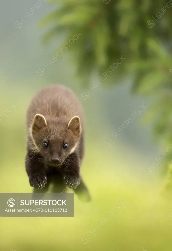 Pine marten (Martes martes) leaping, Ardnamurchan Peninsula, Scotland, August. Highly commended in the Animal Behaviour category of the BWPA (British Wildlife Photography Awards) Competition 2016.