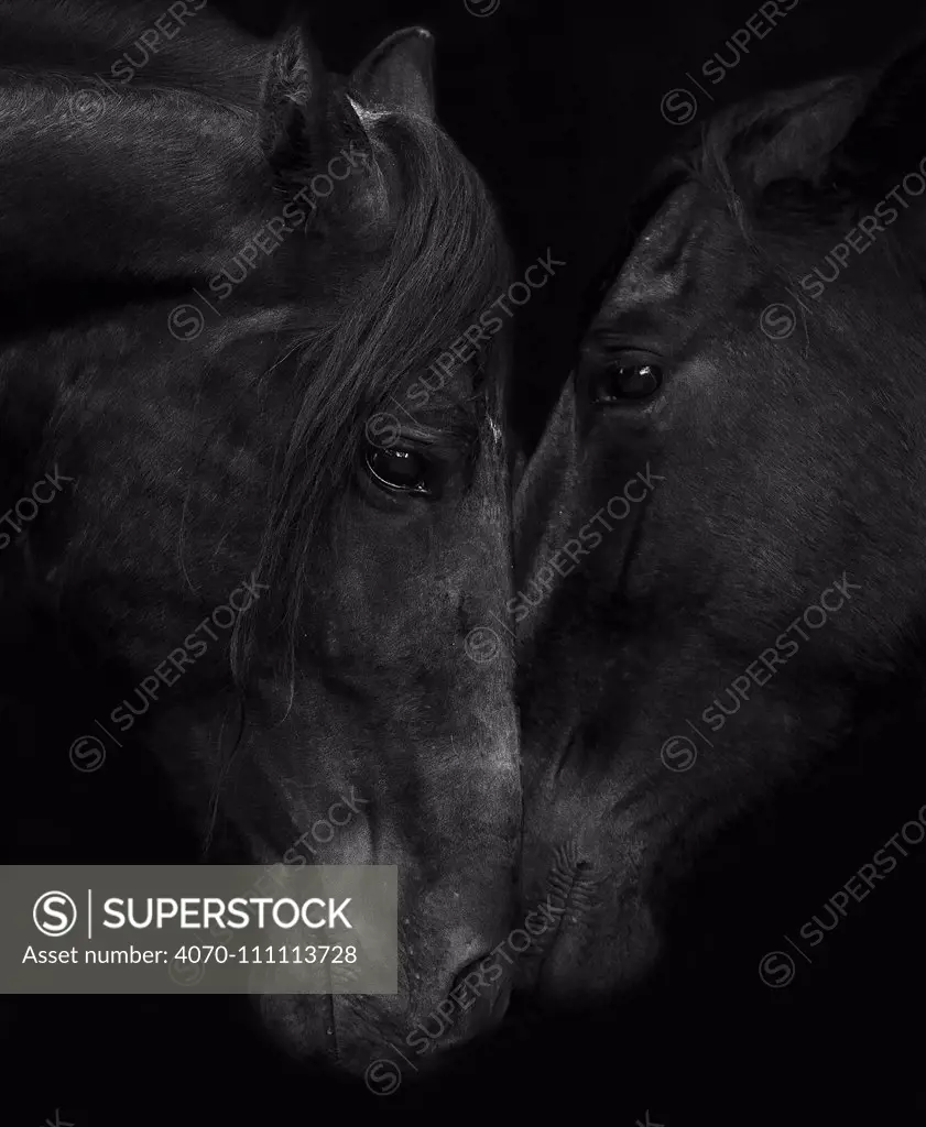 Head portrait of black Andalusian stallion and mare meeting for the first time in southern Spain, Europe.