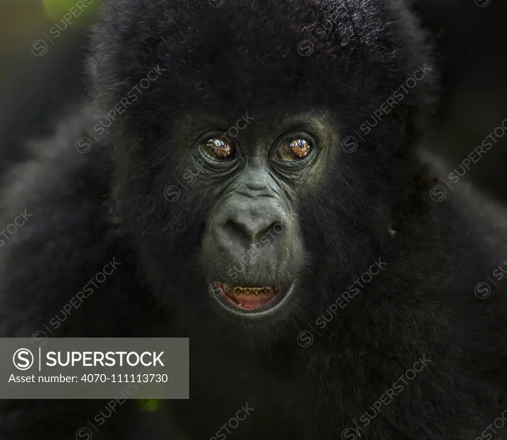 Mountain gorilla (Gorilla gorilla beringei) infant portrait, member of 'Humba' group. Virunga National Park, Democratic Republic of Congo, March.