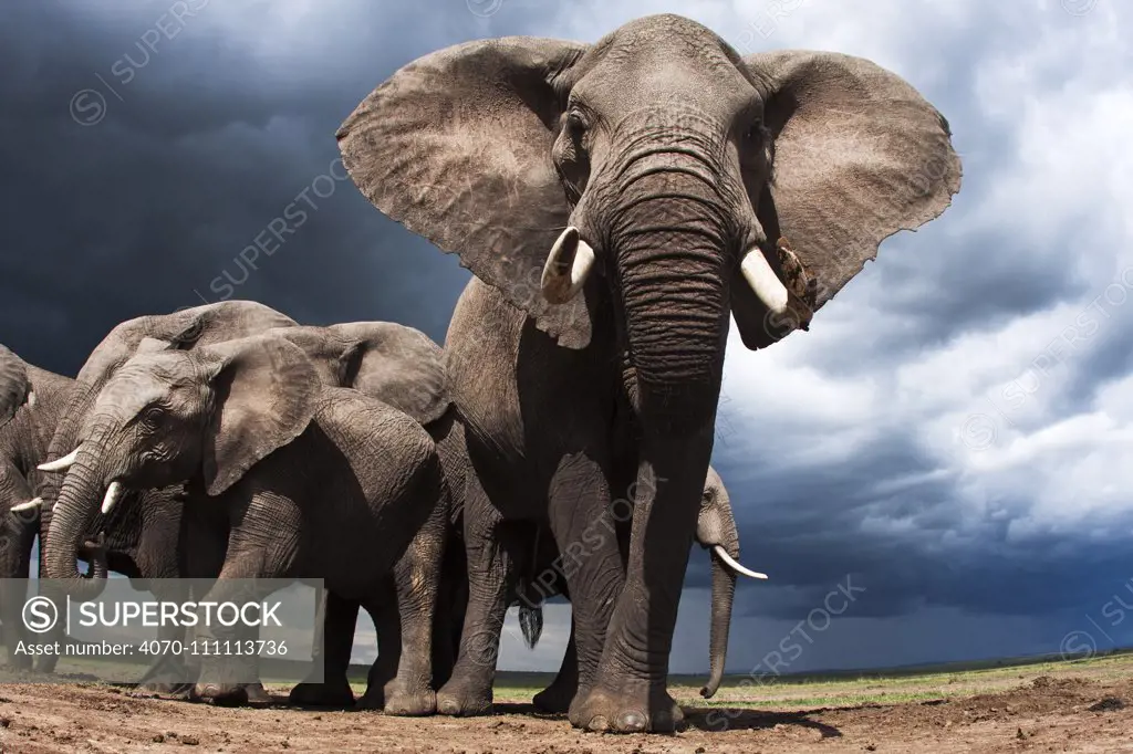 African elephants (Loxodonta africana) feeding on loose soil for its minerals, with stormy skies behind, Maasai Mara National Reserve, Kenya.  Taken with remote wide angle camera.