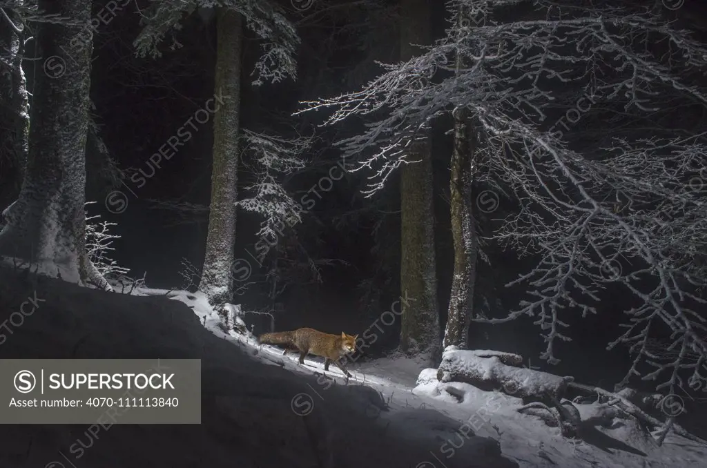 Red fox (Vulpes vulpes) at night in snow, camera trap image, Jura Mountains, Switzerland, August.  Commended in the Mammals category of the Asferico Competition 2016.