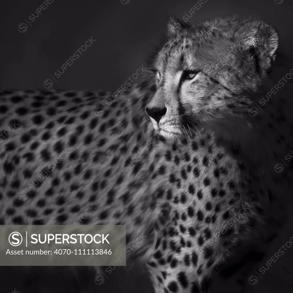 Cheetah (Acinonyx jubatus) staring back over its shoulder, black and white. Save Valley Conservancy, Zimbabwe, August.