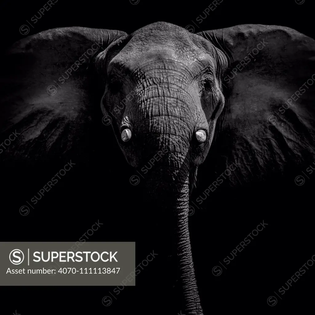 Portrait of an African elephant (Loxodonta africana) on Selinda Reserve, Botswana.