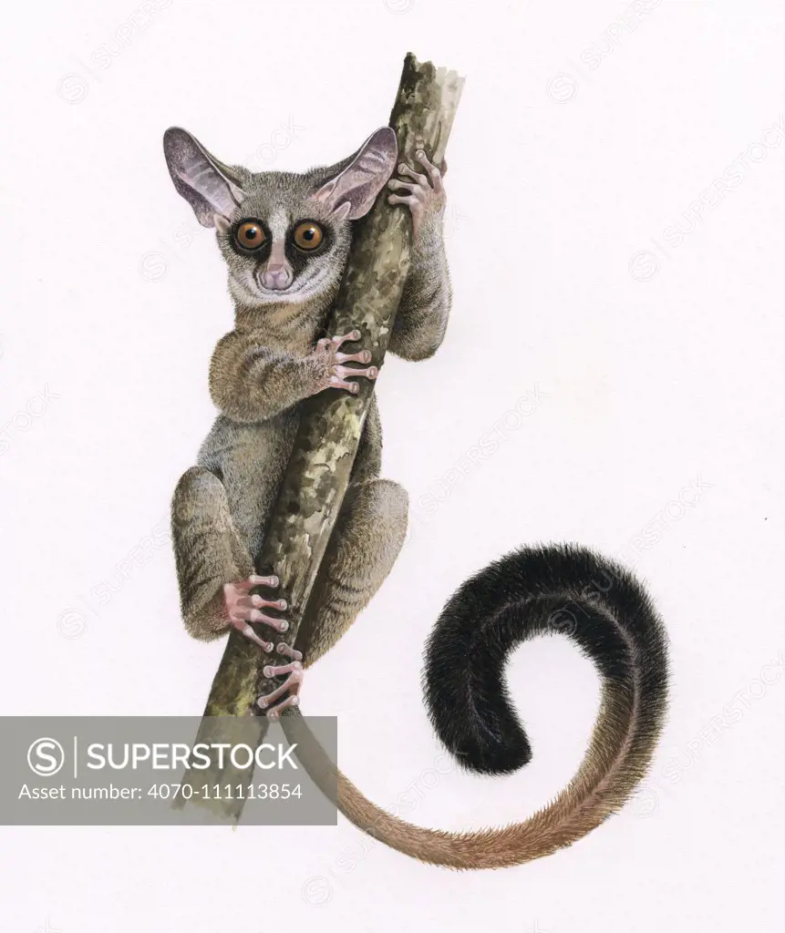 Rondo dwarf galago (Galagoides rondoensis) illustration. Critically endangered species.