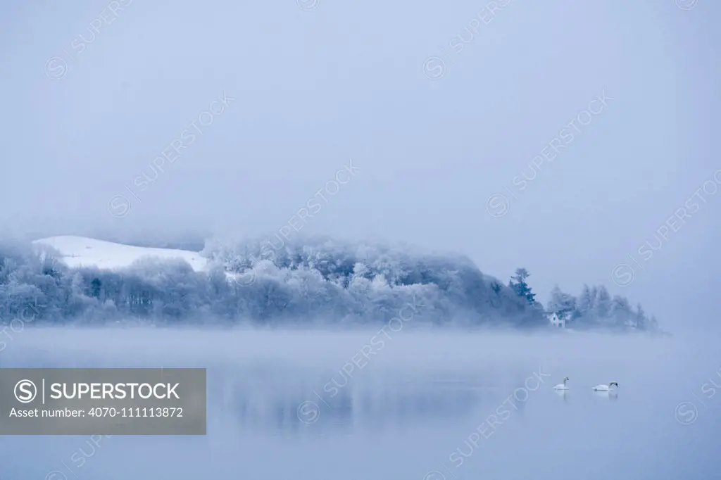 Mute swans (Cygnus olor) swimming on frosty winter morning. Loch Awe,  Argyll and Bute, Scotland, UK, December 2010.