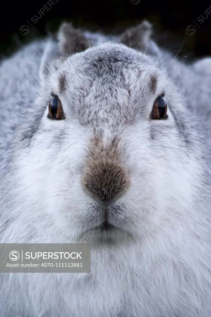 Mountain hare (Lepus timidus) in white winter coat,  Cairngorms National Park, Scotland, UK, January.