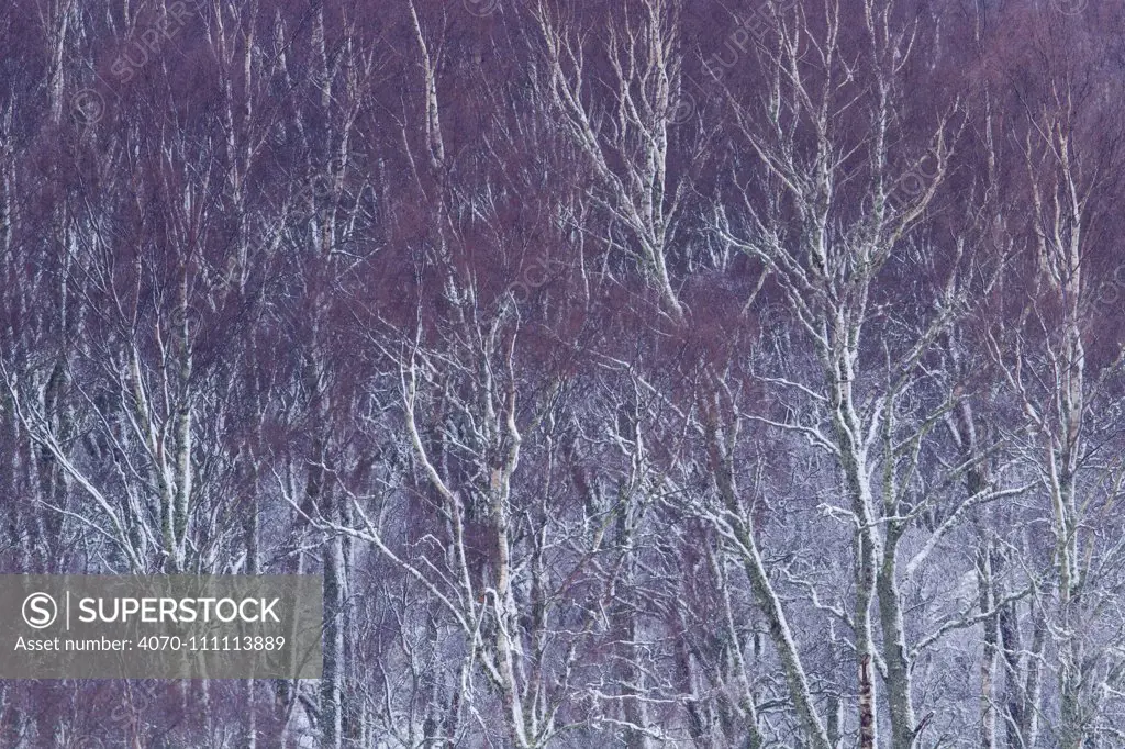 Silver birch (Betula pendula) trees in winter , Scotland, UK. December.