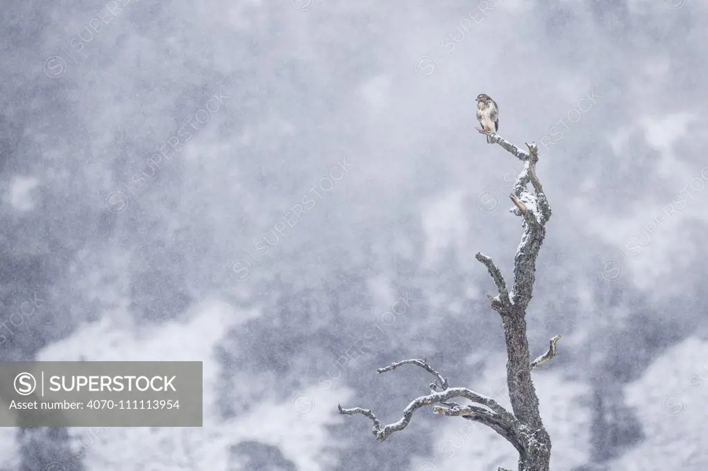 Buzzard (Buteo buteo) perched on alder snag, Cairngorms National Park, Scotland, UK, February.