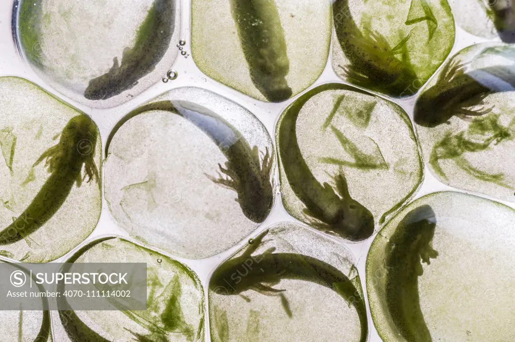 Yellow-spotted salamander eggs (Ambystoma maculatum) showing symbiosis with green algae, New Brunswick, Canada, May 2015.