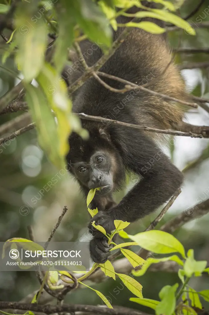 Mantled howler monkey (Alouatta palliata) feeding on leaves, Costa Rica.