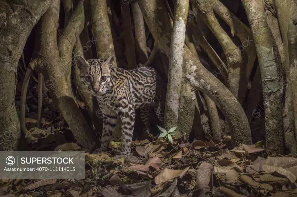 Ocelot (Leopardus pardalis) camera trap image,  Nicoya Peninsula, Costa Rica.