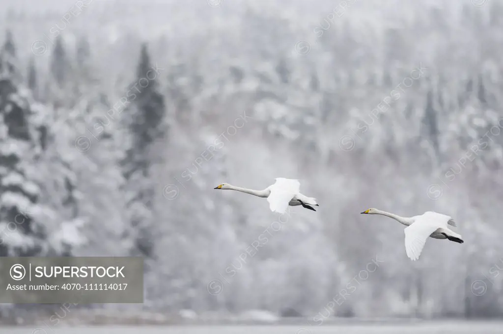 Whooper swan (Cygnus cygnus) pair in flight in snowy landscape, Finland, November.