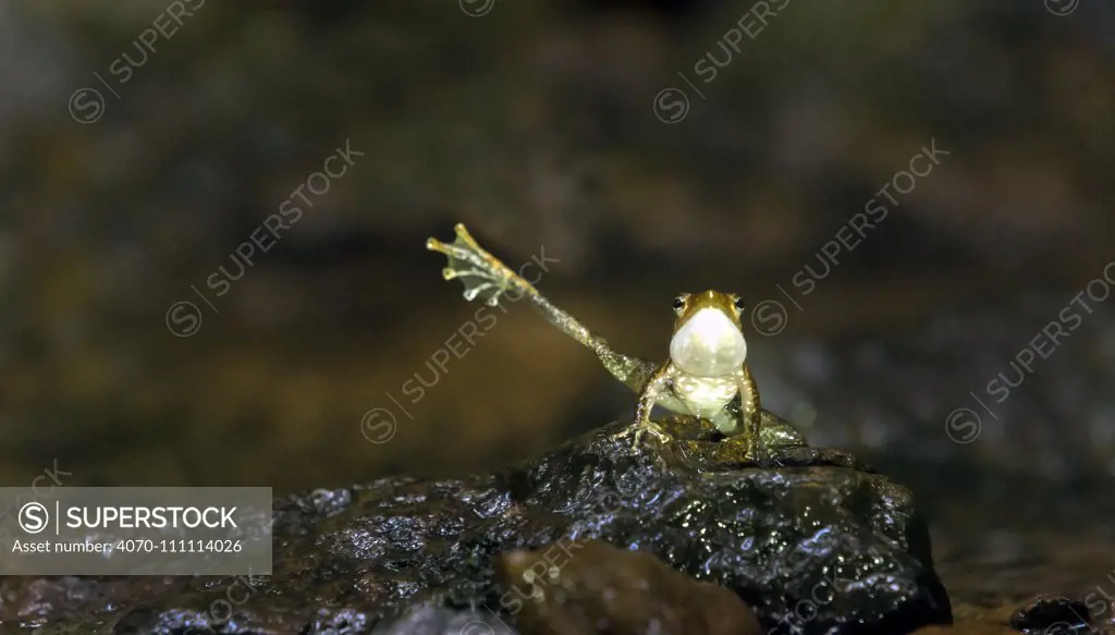 Dancing Frog