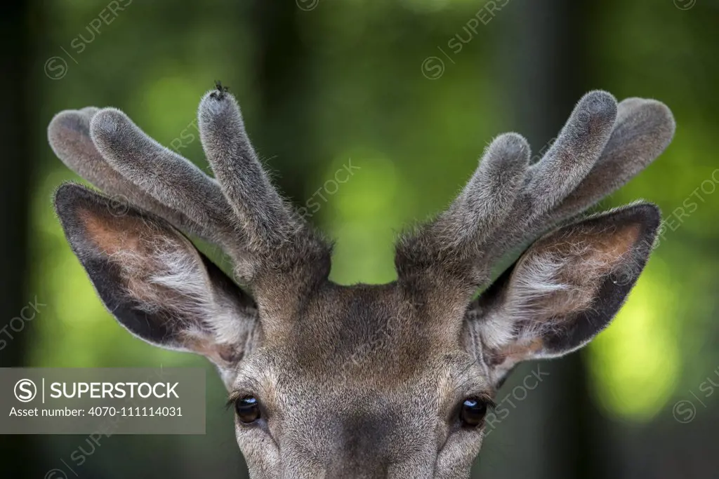 Close up of Red deer stag (Cervus elaphus) with antlers covered in velvet in spring, Daun, Vulkaneifel district, Rhineland-Palatinate, Germany, June. Captive.