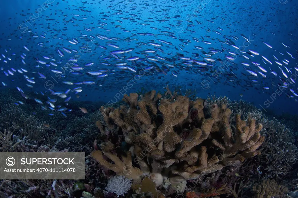 Virgin coral reef habitat with countless fish species, Tokyo Express dive site, Eastern Fields of Papua New Guinea.