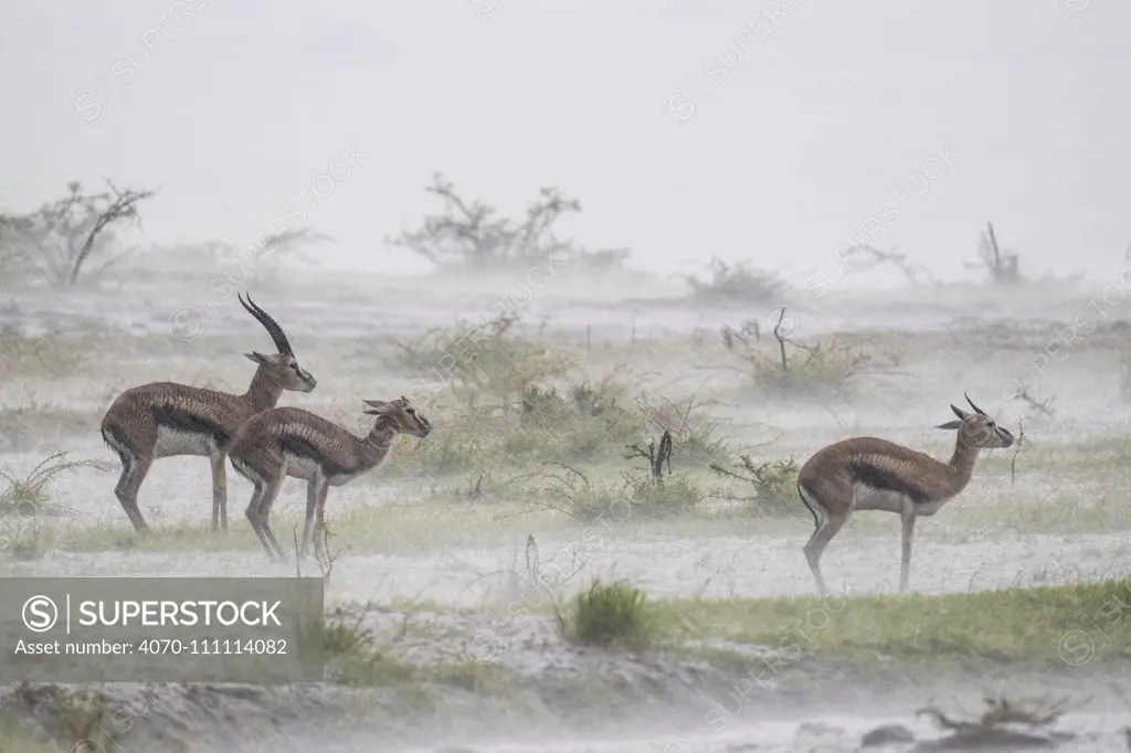 Thomson's gazelle (Eudorcas thomsonii) male and two females standing in  rainstorm, Masai Mara Game Reserve, Kenya.