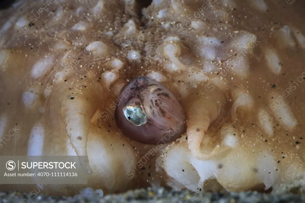 Pearlfish (Carapus acus) in anus of Sea cucumber (Stichopus regalis). These species have a commensal relationship, with the fish living in the gut of the sea cucumber. Catalonia, Spain. Mediterranean sea.