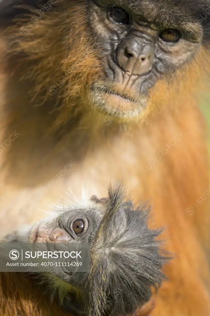 Western red colobus (Procolobus badius) female with newborn young, Gambia, Africa, May.