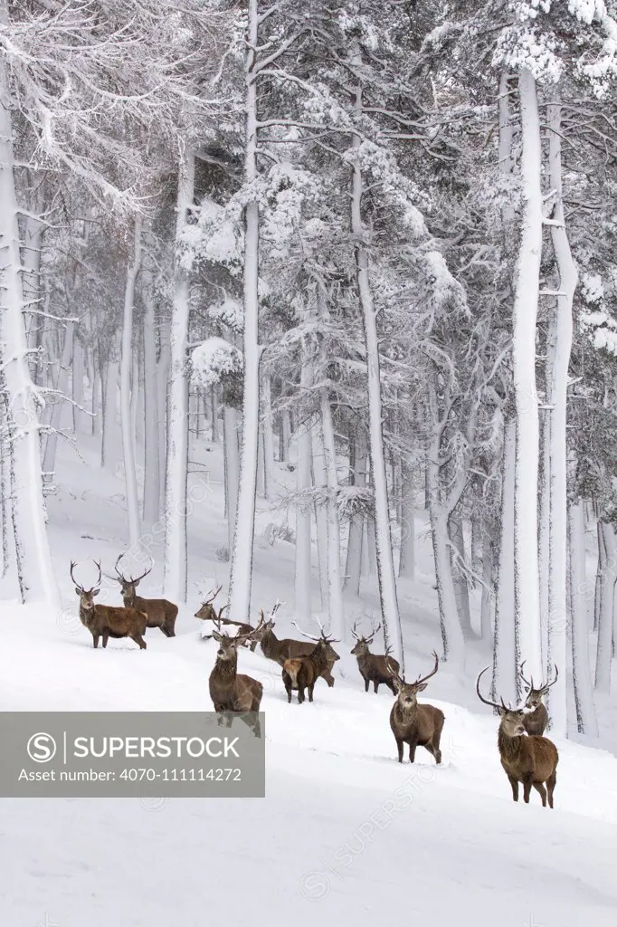 Red Deer (Cervus elaphus) herd in forest in snow , Cairngorms National Park, Scotland, UK. December.