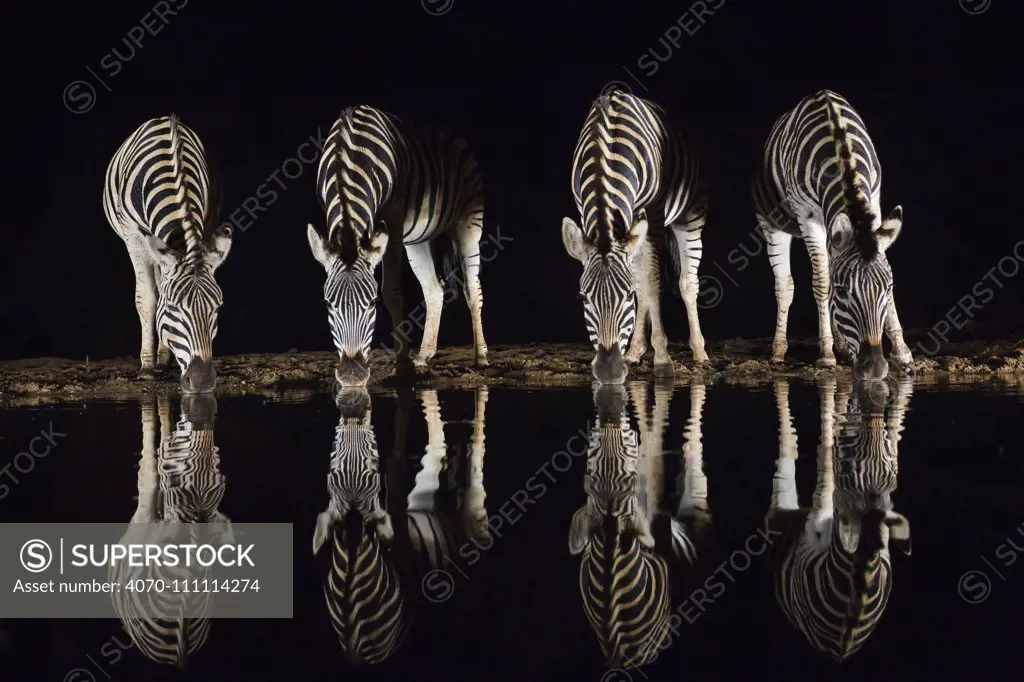 Plains zebra (Equus quagga) drinking at waterhole at night, Zimanga Private Game Reserve, KwaZulu-Natal, South Africa, September