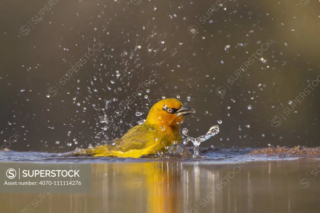 Spectacled weaver (Ploceus ocularis) bathing, Zimanga Private Game Reserve, KwaZulu-Natal, South Africa, June