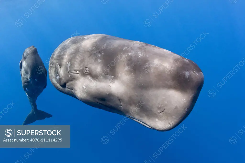 Mother with young calf Sperm whale (Physeter macrocephalus) Dominica, Caribbean Sea, Atlantic Ocean.