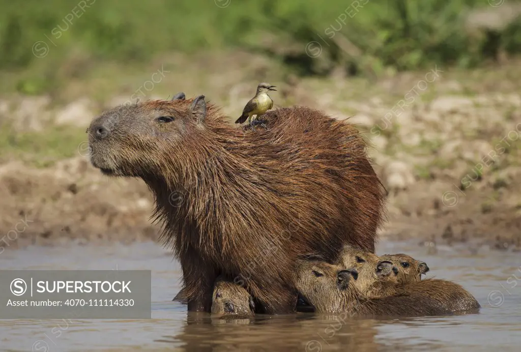 Capybara (Hydrochoerus hydrochaeris) female with young, also with Cattle tyrant (Machetornis rixosa) on her back, Pantanal, Brazil