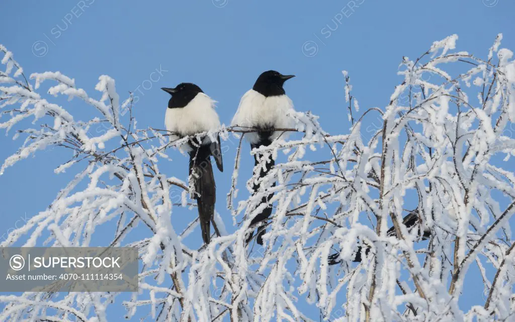 Common magpies (Pica pica) perched on frost covered branches, Jvaskyla, Finland, January.