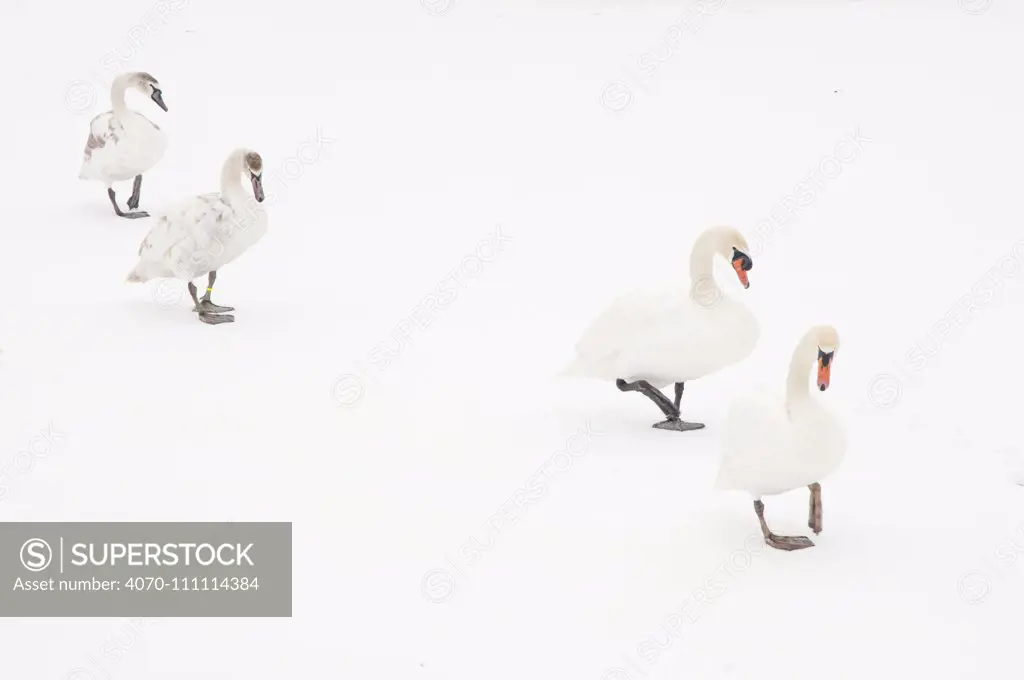 Four Mute swans (Cygnus olor) on snow, Hazerswoude, The Netherlands, February.