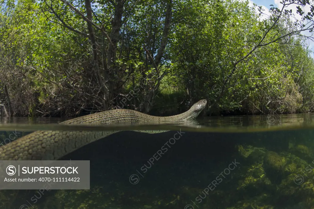 Grass snake (Natrix natrix) swimming in river, Olo, Alvao, Portugal, June.