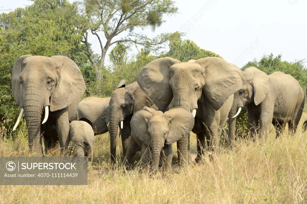 African elephant (Loxodonta africana), group with females and young foraging in the savannah, Queen Elizabeth National Park, Uganda.