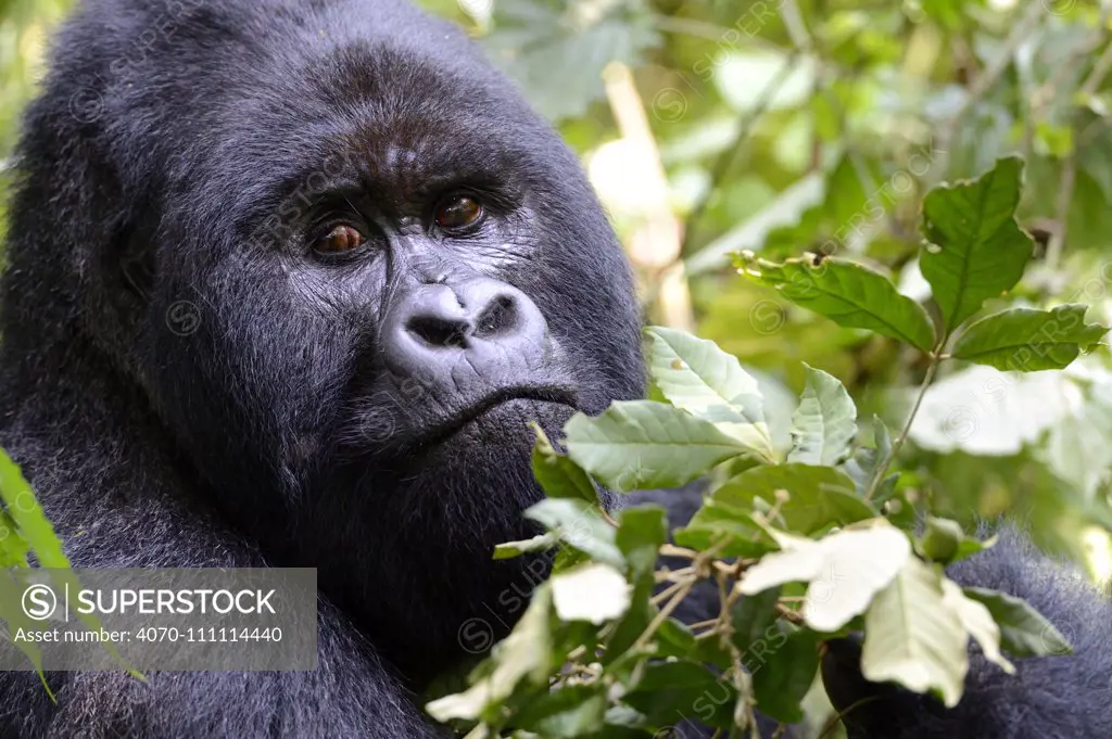 Portrait of male silverback Mountain gorilla (Gorilla beringei beringei) Virunga National Park, Democratic Republic of Congo.