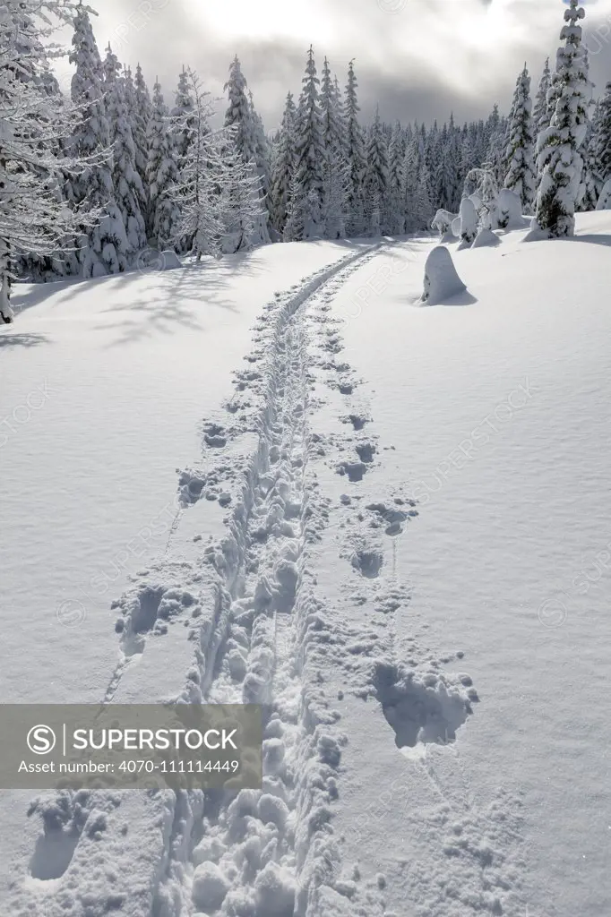 Cross country ski tracks on Amabilis Mountain, Mount Baker-Snoqualmie National Forest, Washington, USA. December