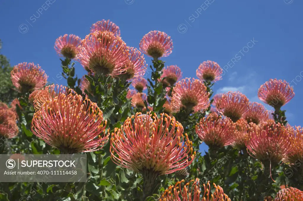 Pincushion protea (Leucospermum cordifolium), Kirstenbosch Botanical Gardens, Cape Town, South Africa