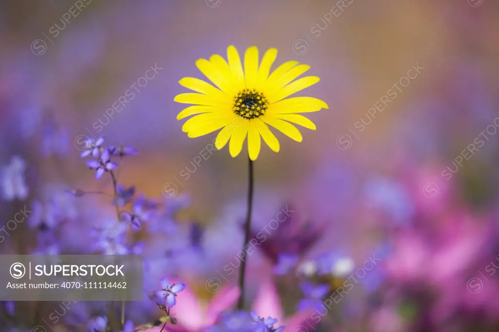 Spring wildflowers, Papkuilsfontein farm, Nieuwoudtville, Northern Cape, South Africa, September 2015