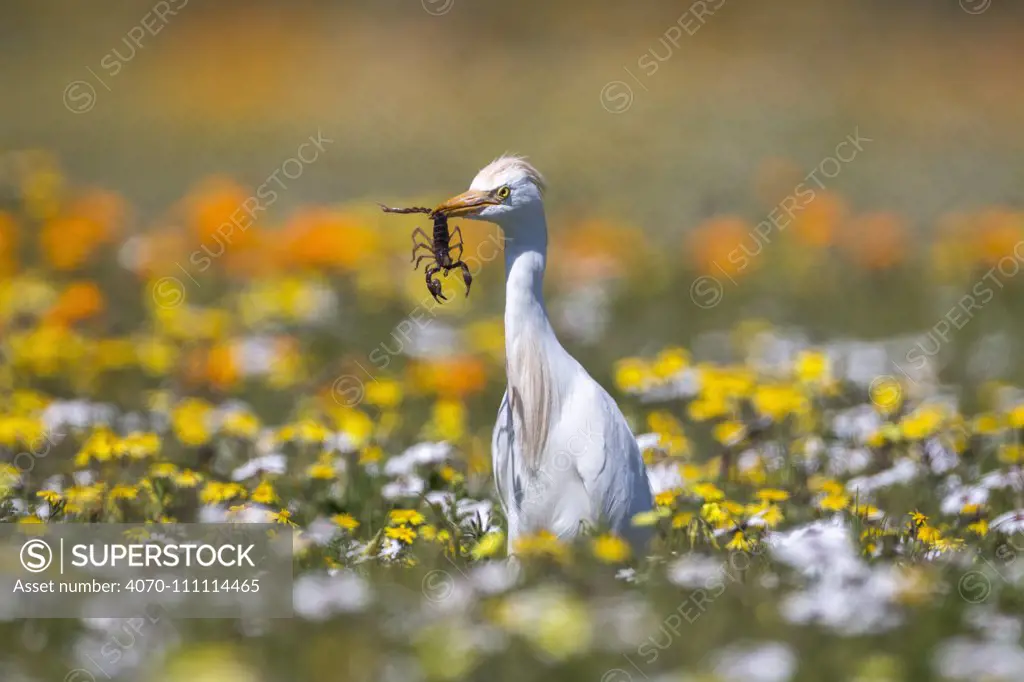 Western cattle egret (Bubulcus ibis) with scorpion prey, West Coast National Park, South Africa