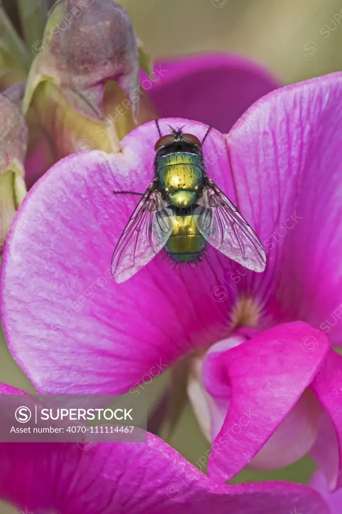 Greenbottle (Lucilia sp) on Everlasting sweet pea flower, Brockley Cemetery, Lewisham, London, England, August.