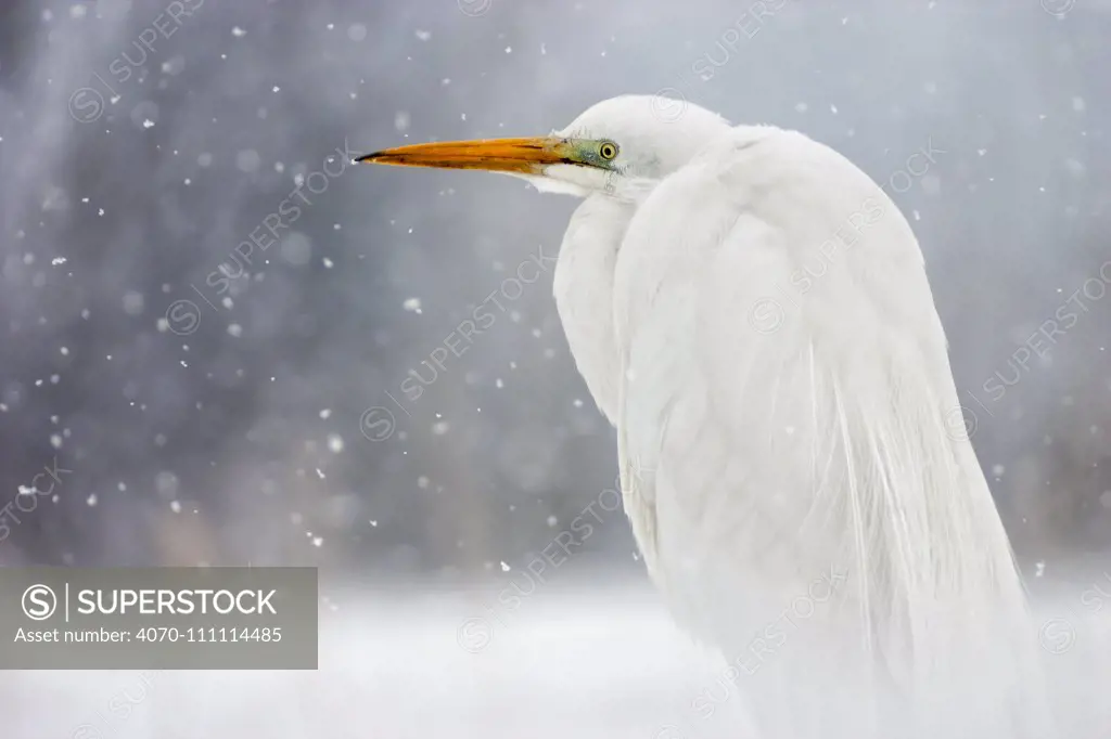 Great egret (Ardea alba) in snow, Lake Csaj, Kiskunsagi National Park, Pusztaszer, Hungary. March.