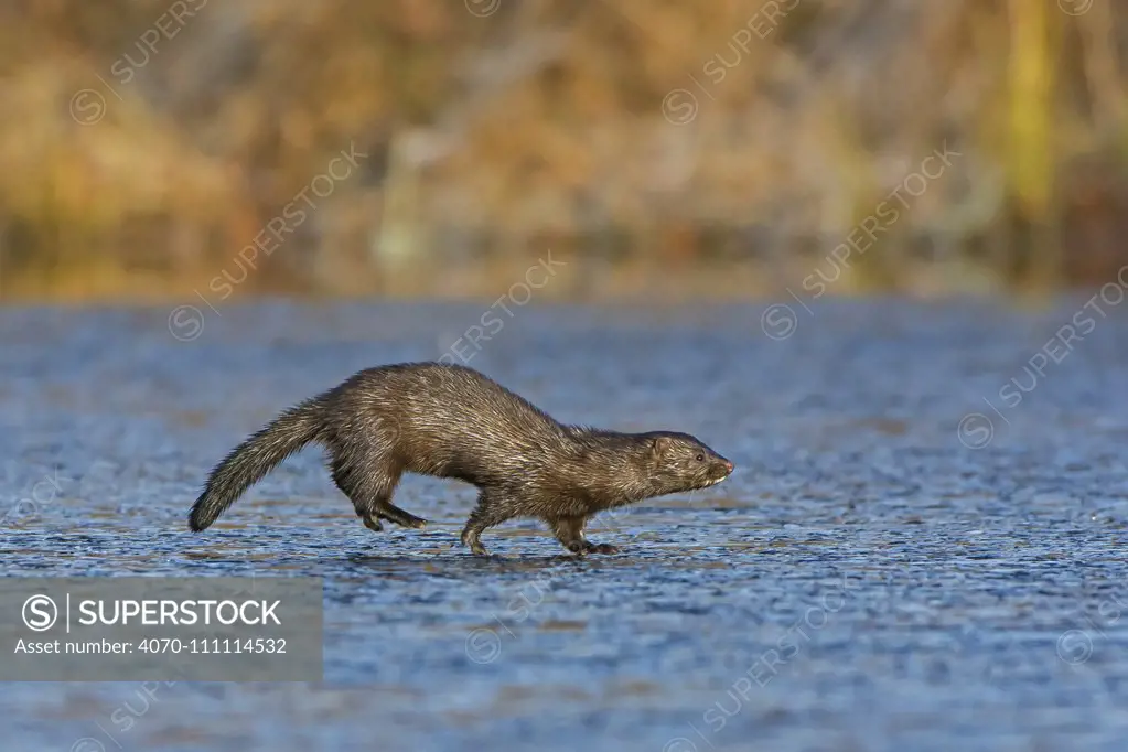 American Mink (Neovison vison) running across frozen pond, Acadia National Park, Maine, USA. November