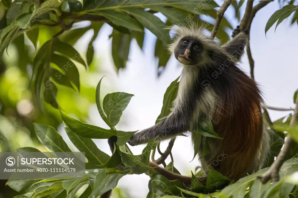 Zanzibar red colobus monkey (Procolobus kirkii) portrait in a tree, Jozani forest, Jozani Chwaka Bay NP, Zanzibar, Tanzania, August