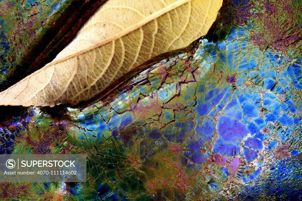 Bacteria (Lepthotryx discophora) causing iridescent patterns and White willow tree leaf (Salix alba) in river, Sierra de Grazalema Natural Park, southern Spain, November.