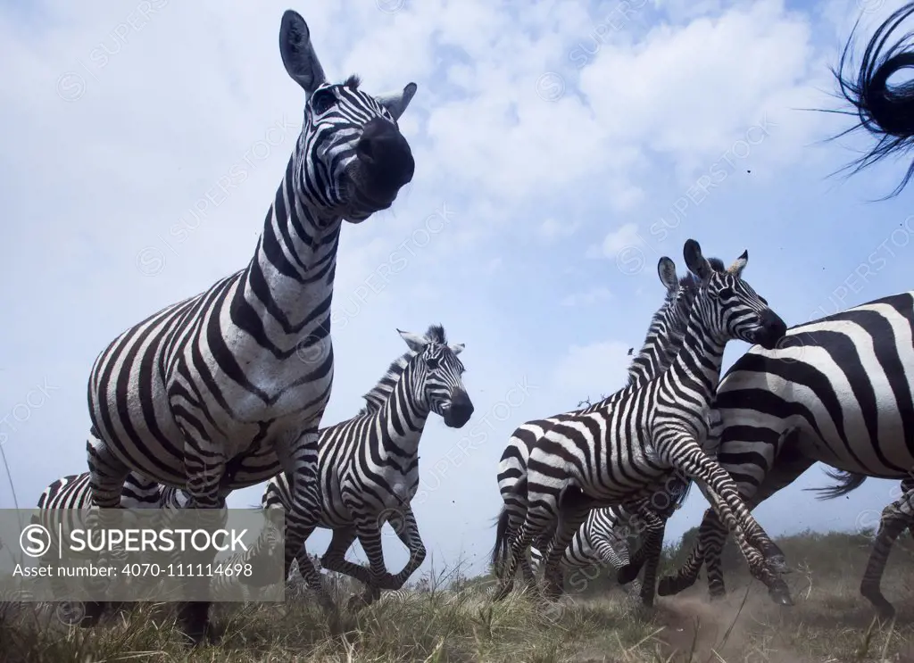 Common or Plains zebra (Equus quagga burchellii) herd on the move, wide angle perspective taken with a remote camera. Maasai Mara National Reserve, Kenya.