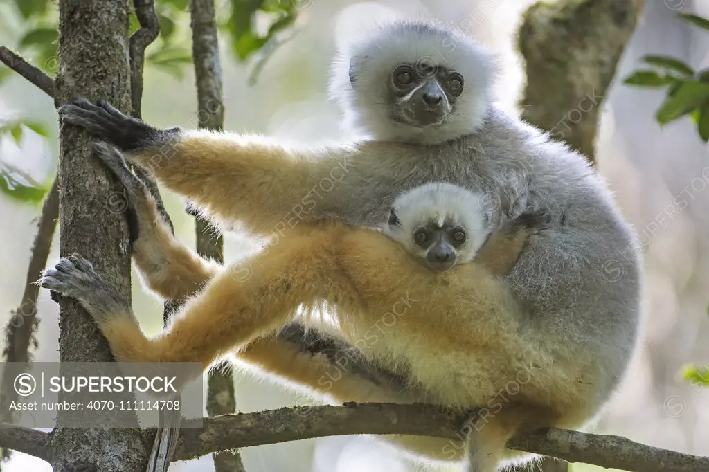 Diademed Sifaka (Propithecus diadema) female with baby sitting in tree, Andasibe-Analamazaotra SR, Madagascar  IUCN Endangered species