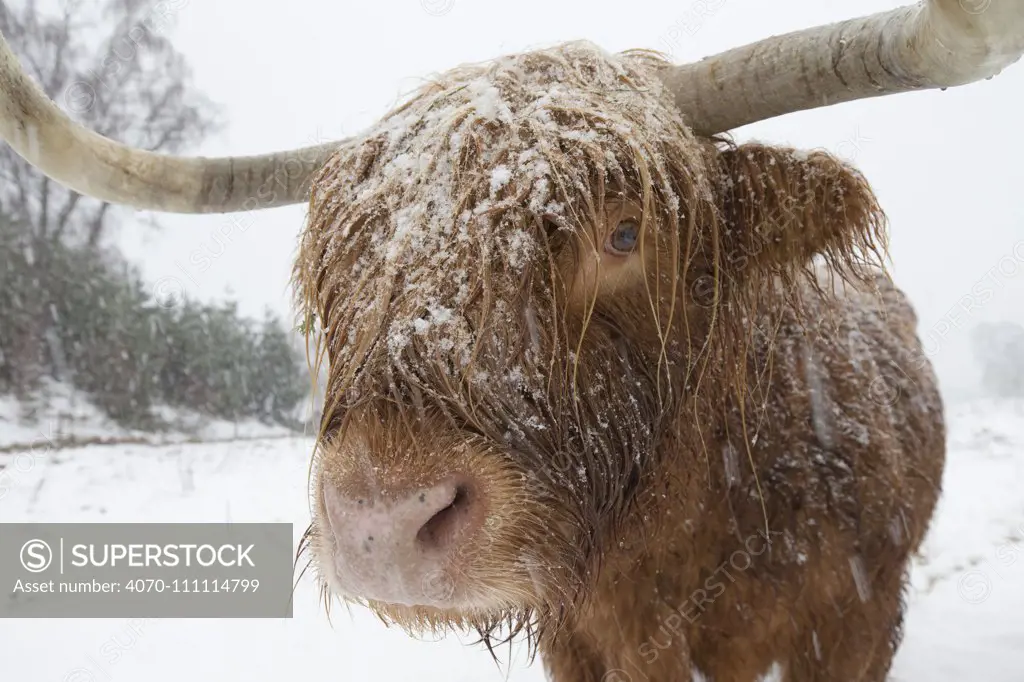 Highland cow in blizzard, Scotland, UK, December.