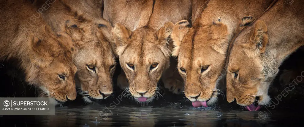 Lions (Panthera leo) five drinking together, Ndutu, Tanzania