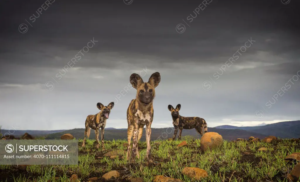 African Wild dogs or Cape hunting dogs (Lycaon pictus) at close range taken from ground level, Zimanga Private Game Reserve, South Africa.