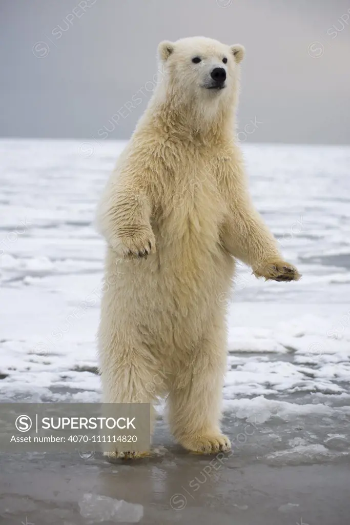 Young Polar bear (Ursus maritimus) standing on hind legs, Bernard Spit, 1002 Area, Arctic National Wildlife Refuge, North Slope, Alaska, USA, October. Vulnerable species.