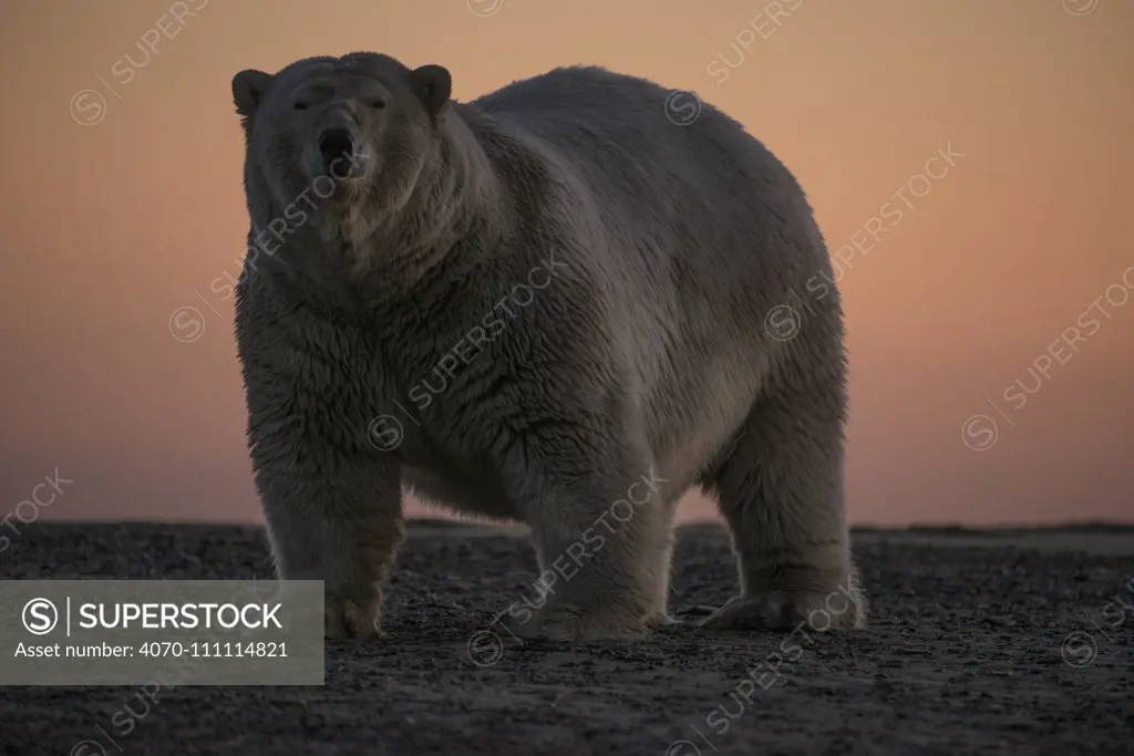 Polar bear (Ursus maritimus) portrait against sky at sunset, Bernard Spit, off the 1002 Area, Arctic National Wildlife Refuge, North Slope, Alaska, USA, September. Vulnerable species.